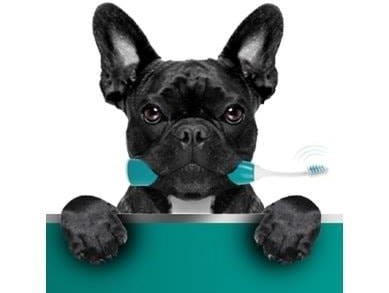 dog-grooming_the canine cabin