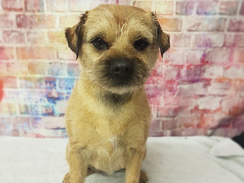 dog-grooming_the canine cabin