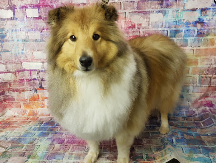 dog-grooming_the canine cabin