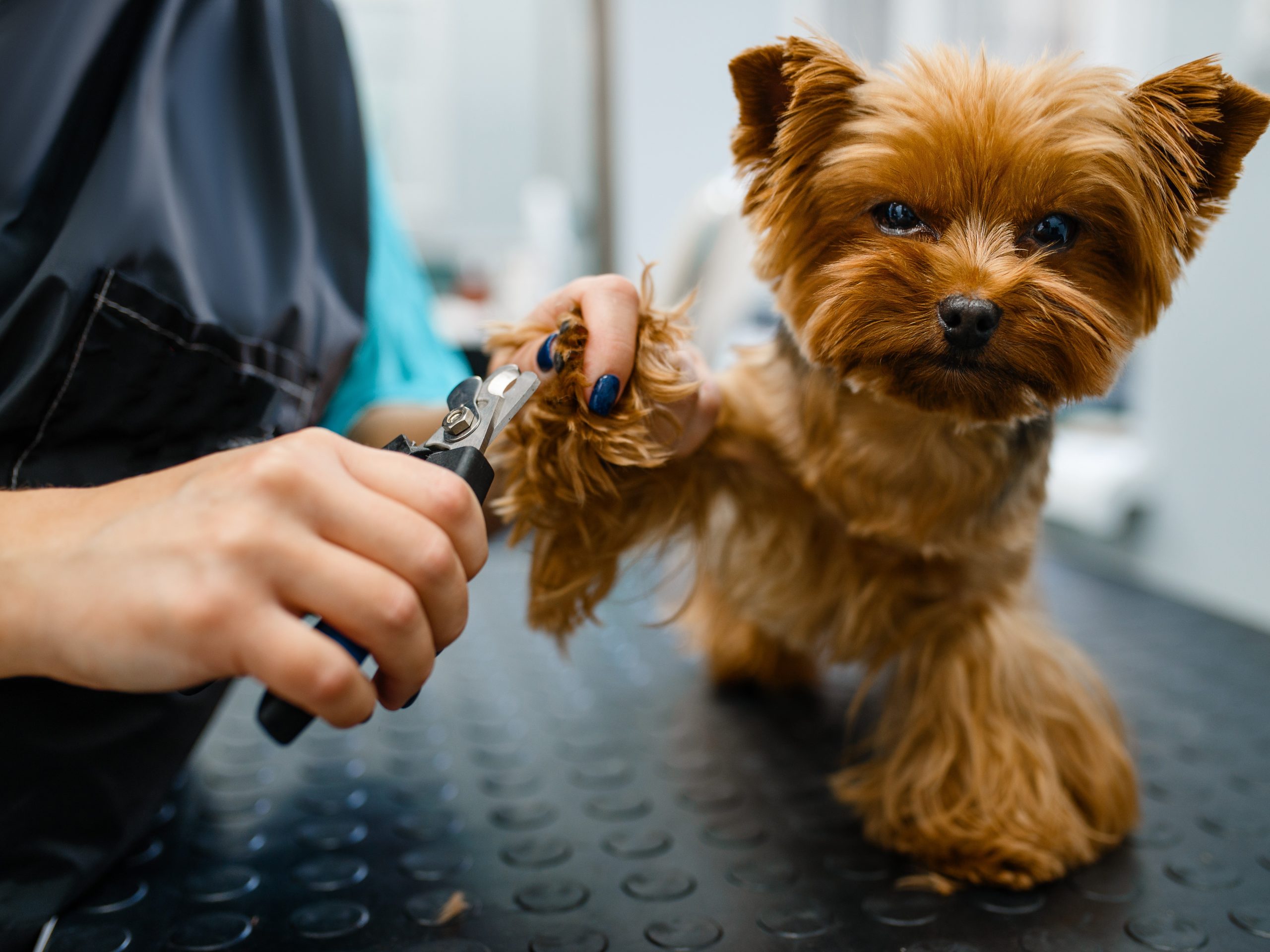 dog-grooming_the canine cabin