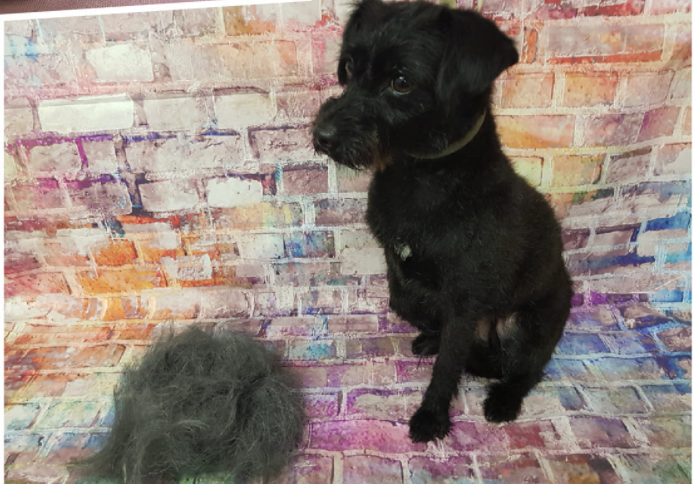 dog-grooming_the canine cabin