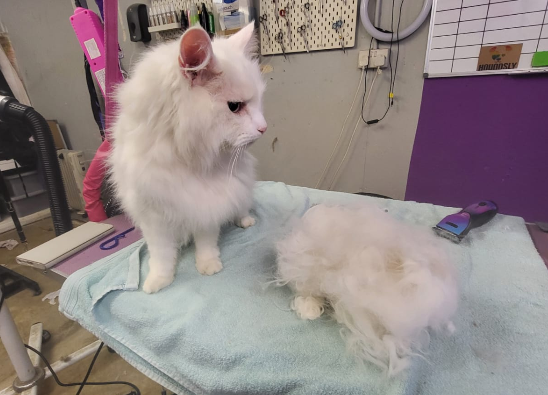 dog-grooming_the canine cabin